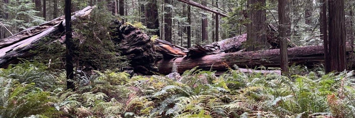 Trees, really big&nbsp;trees!